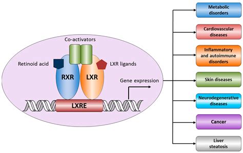 lxr receptor is present on